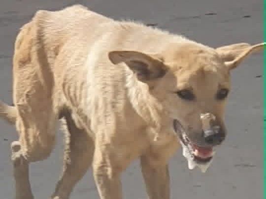 كلميمة.. كلب يشتبه في إصابته بالسعار يرعب ساكنة “اكلميمن” ويستنفر مطالب التدخل Chien 1
